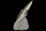 Fossil Ammonite (Placenticeras) - South Dakota #115136-2